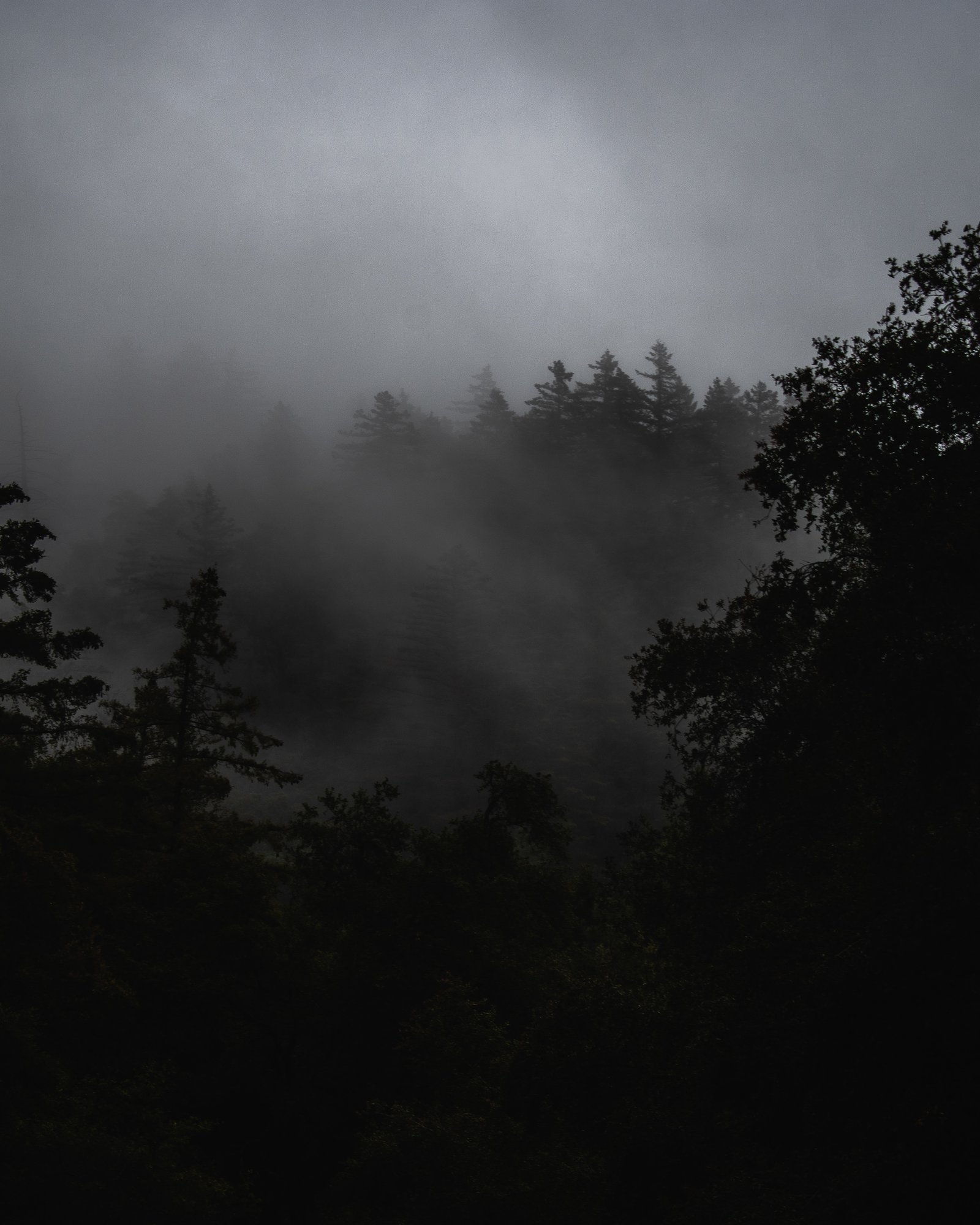 misty-landscape-with-forest-covered-with-fog-dark-storm-clouds